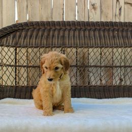 Bernedoodle and Goldendoodle Puppies from Delta Doodles and Poodles