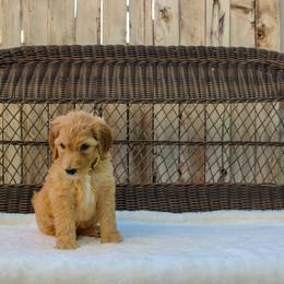 Bernedoodle and Goldendoodle Puppies from Delta Doodles and Poodles
