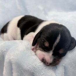 Pocket Beagle Drake - Black tan and white male Beagle puppy in Gentry, Arkansas from HC Puppy Ranch