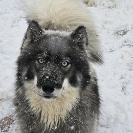 Athena - Siberian Husky