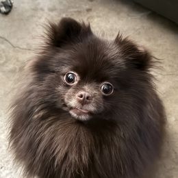 Harmony - Pomeranian