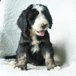 Boy 9 - male Australian Mountain Doodle puppy in Travelers Rest, South Carolina from Upstate Aussie Mountain Doodles