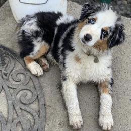 Miniature American Shepherd Puppies from AKC Emerald Minis