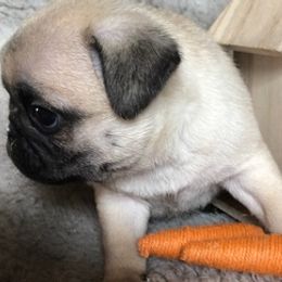 Pugs from Southern Comfort Pugs