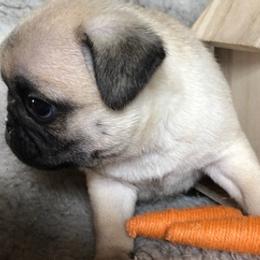 Pugs from Southern Comfort Pugs