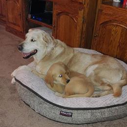 Golden Retriever Puppies from Southern Golden Retrievers