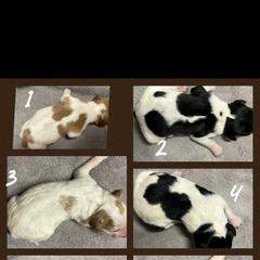 French Brittany Puppies from Winterdream Kennel