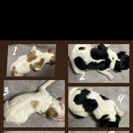French Brittany Puppies from Winterdream Kennel