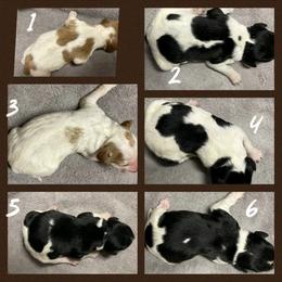 French Brittany Puppies from Winterdream Kennel