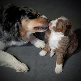 Aussiedoodle Puppies from Ridgeview Aussiedoodles