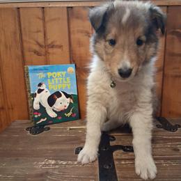 Dougal - Sable and white male Collie puppy in Montpelier, Virginia from Gun Barrel Collies