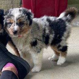 Nebula - female Sporty Mix puppy in Huntingtown, Maryland from Riverside Collies-n-Critters