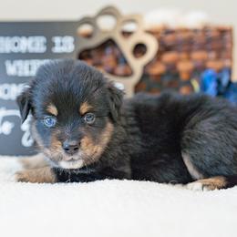 Jafar - Black tri male Miniature Australian Shepherd puppy in Buna, Texas from R & C Kennels