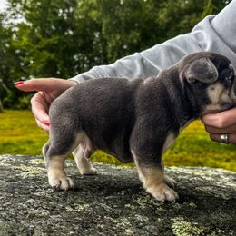 French Bulldog Puppies from Kismet French Bulldogs