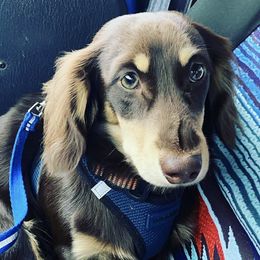 Dachshunds from Muddy Paws Doxies