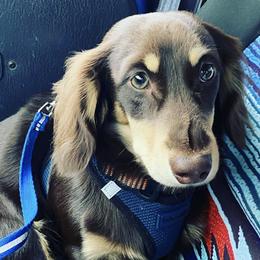 Dachshunds from Muddy Paws Doxies