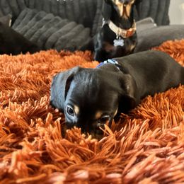 Dachshund Puppies from Boise Best Mini Dachshunds