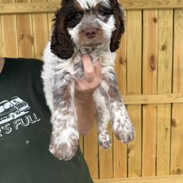 Reign - Blue roan and tan male Cockapoo puppy in Connersville, Indiana from MoonShine Babies