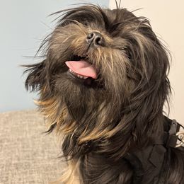 Madi - Shih Tzu