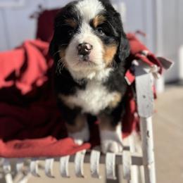 Lightening - Black rust and white male Bernese Mountain Dog puppy in Enterprise, Utah from High Desert Bernese
