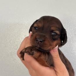 Sarabi - Brindle female Dachshund puppy in Lumberton, Mississippi from Doris’ Darlin Doxies & Doodles