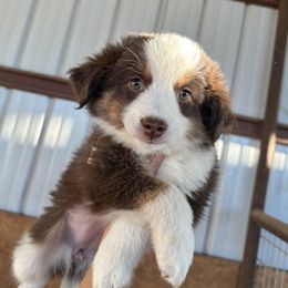 Reeds Cattle Co. Fancy Girl - Red tri female Miniature Australian Shepherd puppy in Show Low, Arizona from Reeds Cattle Co.
