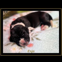 Enja - Mantle female Great Dane puppy in Liberty, New York from Catskills Greatest Danes
