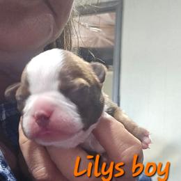 Lily's Boy - Fawn male Boston Terrier puppy in Versailles, Indiana from Benhams Bostons