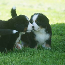 Bernese Mountain Dog Puppies from Lonesome Pine Farm