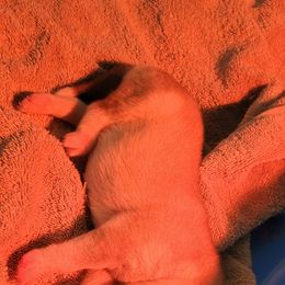 Siberian Husky Puppies from Bradley's Huskies