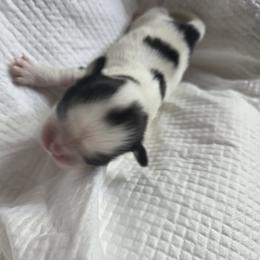 Japanese Chin Puppies from Chincredible Puppies