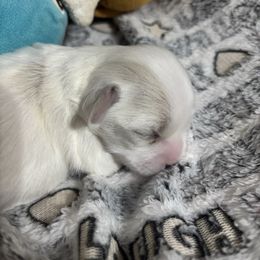 Tessa - Cream female Havanese puppy in Independence, Iowa from EClair's Havanese