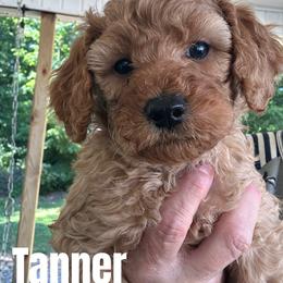 Tanner - Red  male Goldendoodle puppy in Easley, South Carolina from Pawmetto Goldendoodles