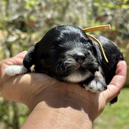 Yellow Collar Boy - Black white and tan male Cockapoo puppy in Palm Beach County, Florida from Benji’s Cockapoos