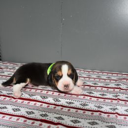 Green collar Male - Black white and tan male Beagle puppy in Fontana, California from JLB Beagles & MBT