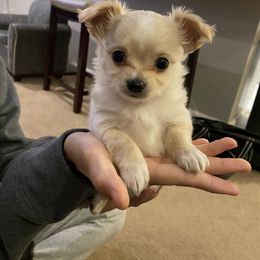Chihuahua Puppies from Petite Pups