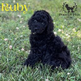 Poodle Puppies from Poodle Plus