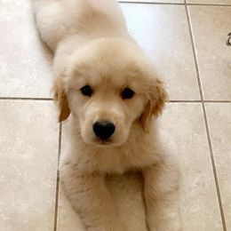 Golden Retriever Puppies from OPK Goldens