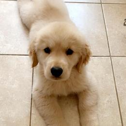Golden Retriever Puppies from OPK Goldens