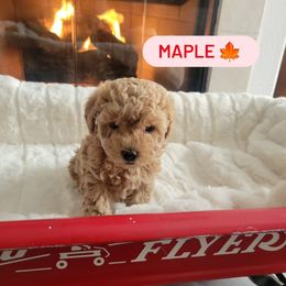 Girl 1 - Assorted Doodle Crosses puppy from Mini Doodle Dandies