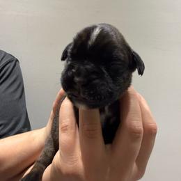 Female (purple) - Fawn female Boxer puppy in Jamesville, New York from Reynolds Homestead Boxers