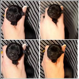 Little Midnight Belle AKC Girl - Blue and gold female Yorkshire Terrier puppy in Hope, Indiana from DJ Yorkies