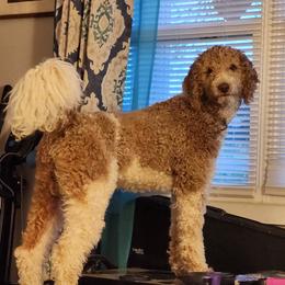 Honey - Poodle