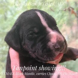 Black Mantle Tanpoint - Black and white female Great Dane puppy in Greenville, South Carolina from Allen’s Ridge Ranch