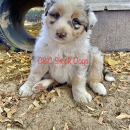 Australian Shepherd Puppies from C&C Ranch