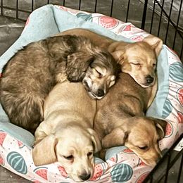 Dachshund Puppies from Little Kisses Doxies
