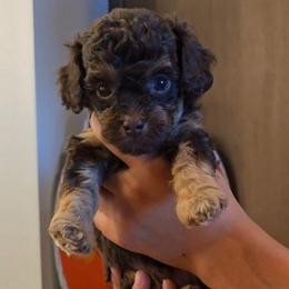 Mars - Red tri-color male Aussiedoodle puppy in Prescott Valley, Arizona from Ramirez Family Doodles