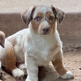 Reese's - Red merle and white male American Corgi puppy in Fort Worth, Texas from King of Hearts Corgis