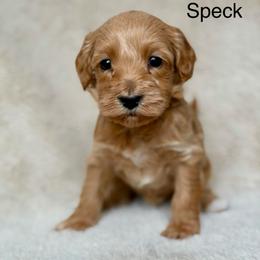 Speck - Caramel male Australian Labradoodle puppy in Londonderry, New Hampshire from Granite State Labradoodles