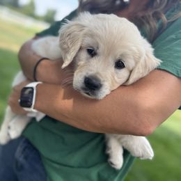 Golden Retriever Puppies from K5 Dog Services